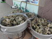 素粽飄香